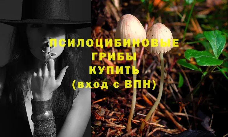 Галлюциногенные грибы Psilocybe Опочка